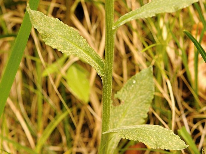 Tephroseris longifolia subsp. longifolia