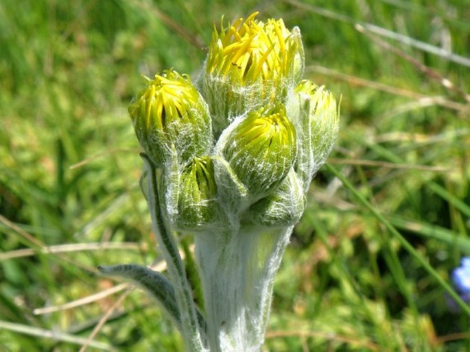 TEPHROSERIS AUCHERI (DC.) Holub – starček / popolavec