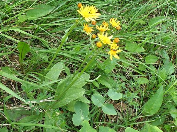 Tephroseris aurantiaca