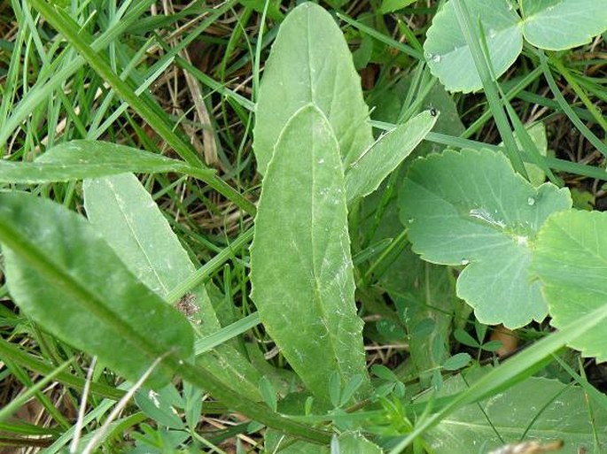 Tephroseris aurantiaca