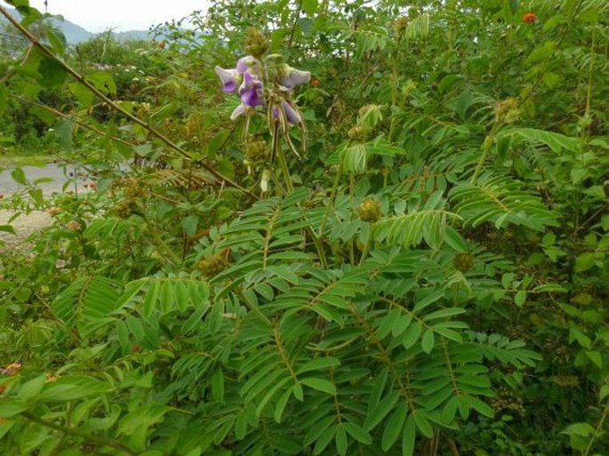 Tephrosia vogelii