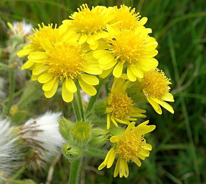 TEPHROSERIS PALUSTRIS (L.) Rchb. – starček dutý / popolavec