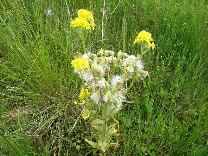 Tephroseris palustris