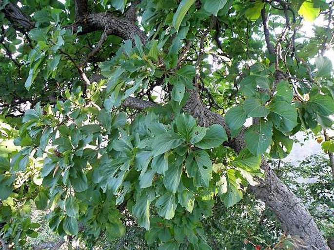 Terminalia schimperiana