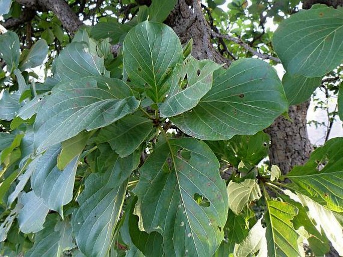 Terminalia schimperiana