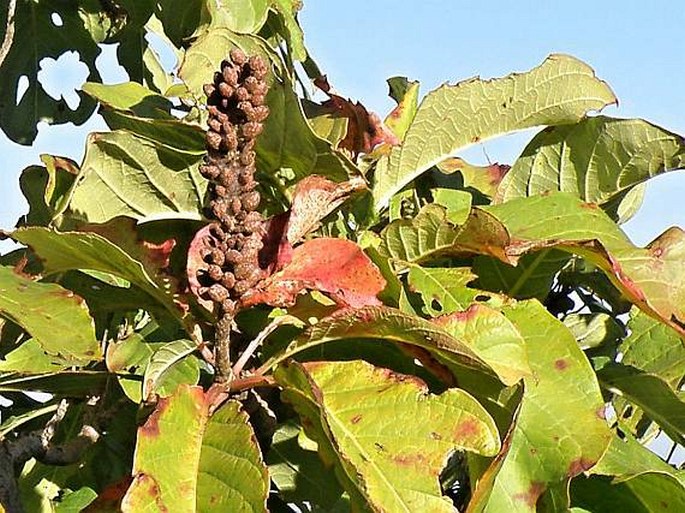 Terminalia schimperiana