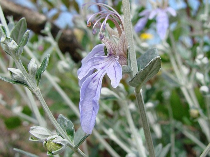 Teucrium fruticans