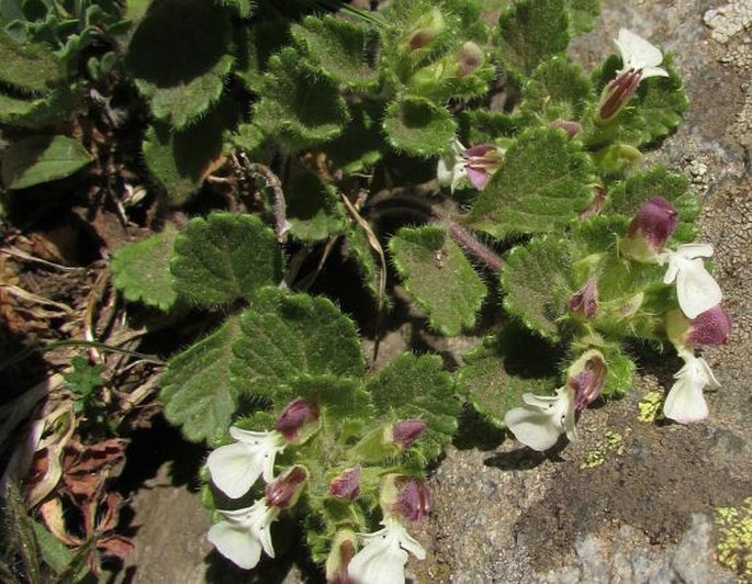 Teucrium pyrenaicum