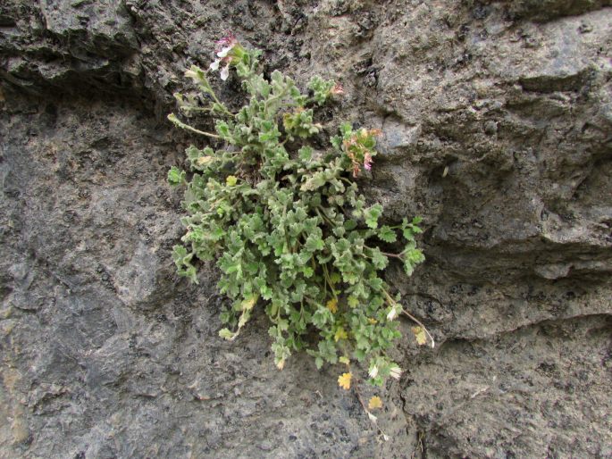 Teucrium rotundifolium