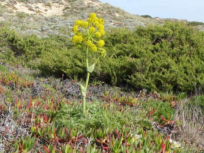 Thapsia villosa