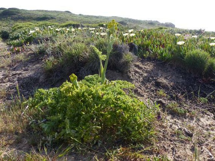 Thapsia villosa