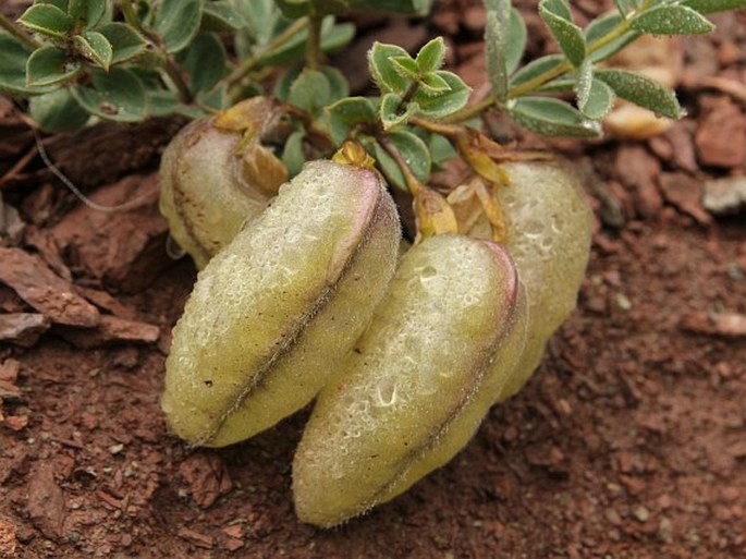 Thermopsis inflata