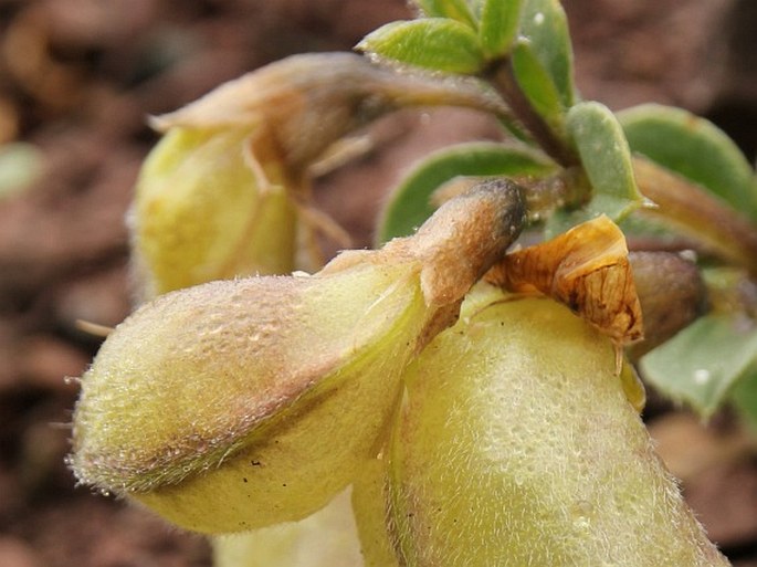 Thermopsis inflata