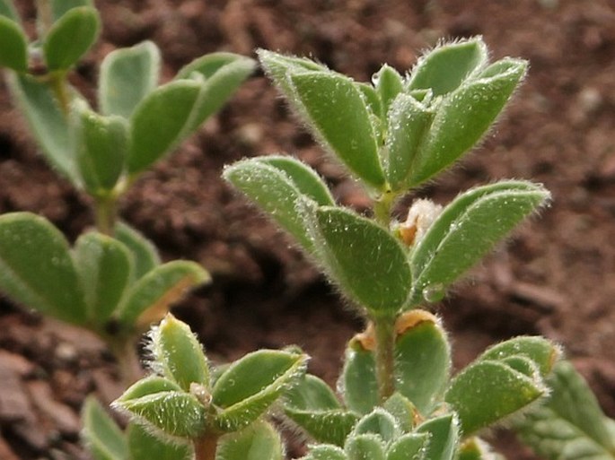 Thermopsis inflata