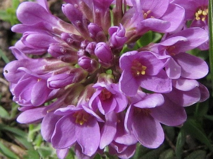 Thlaspi bellidifolium