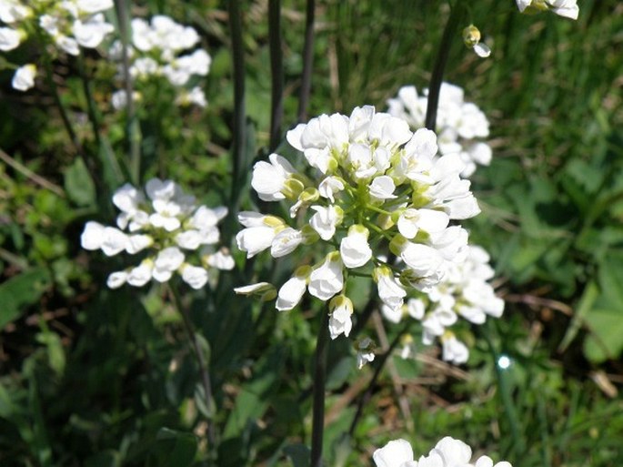 THLASPI OCHROLEUCUM Boiss. et Heldr. – penízek / peniažtek