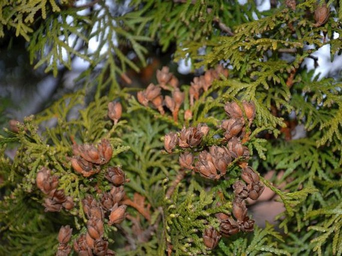 THUJA OCCIDENTALIS L. – zerav západní / tuja západná