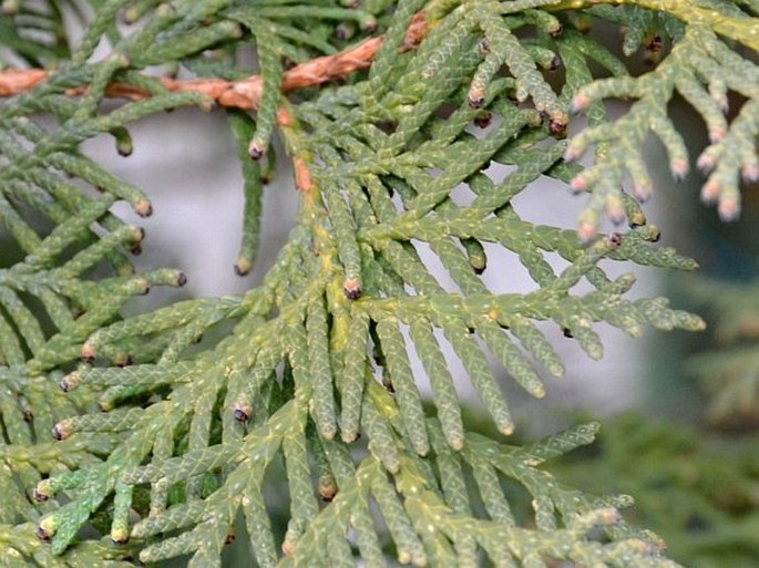 Thuja occidentalis