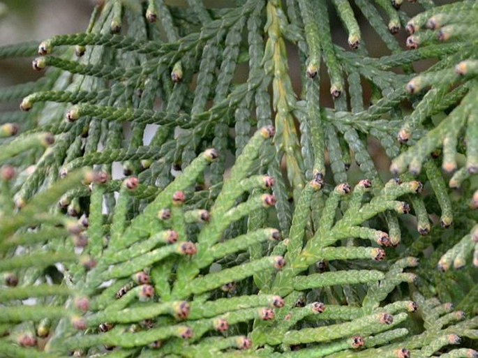 Thuja occidentalis