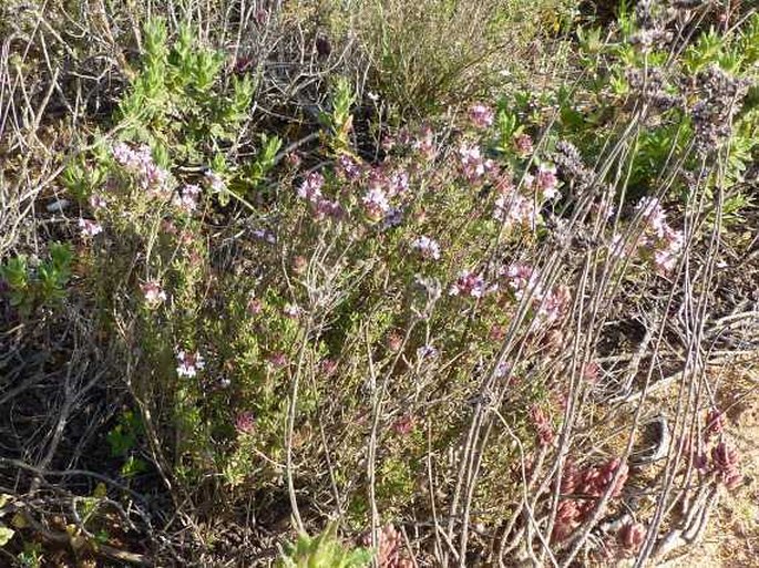 Thymus camphoratus