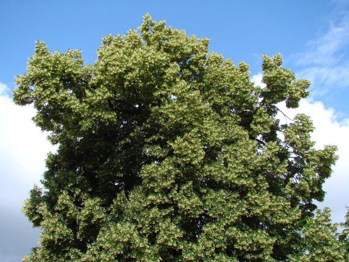 TILIA ×EUCHLORA K. Koch – lípa zelená