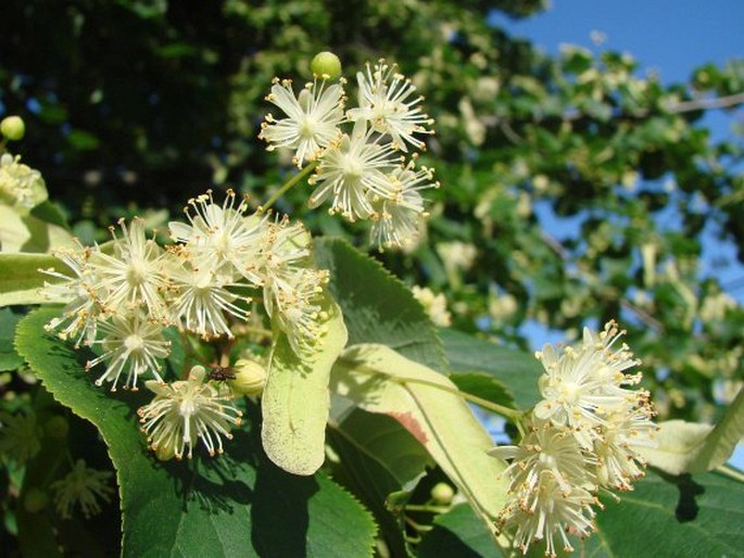 TILIA ×EUROPAEA L.