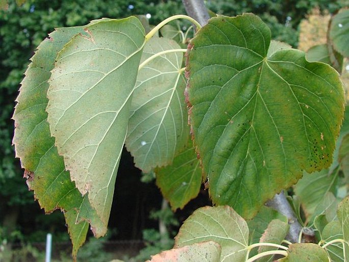 TILIA ×FLAVESCENS Braun – lípa žlutavá / lipa