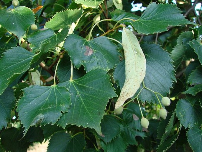 TILIA ‘HANWELL’ – lípa ‘Hanwell’ / lipa