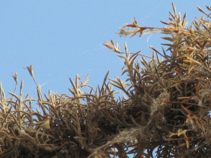 Tillandsia recurvata