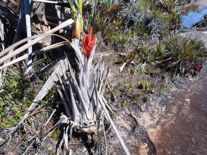 Tillandsia turneri