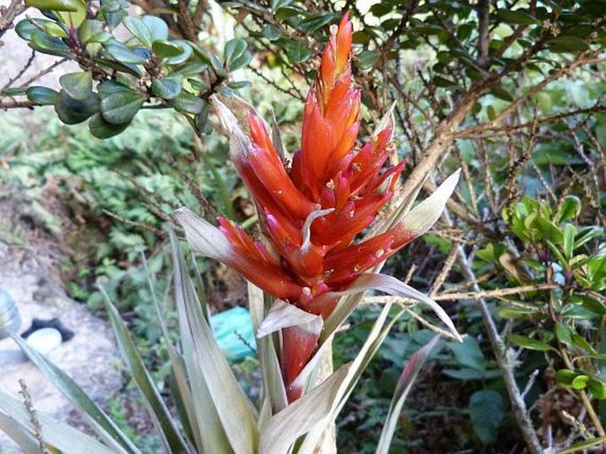 Tillandsia turneri