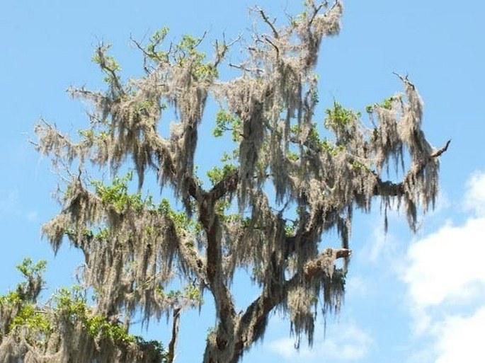 Tillandsia usneoides