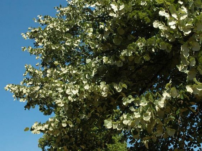 TILIA TOMENTOSA Moench – lípa stříbrná / lipa striebristá