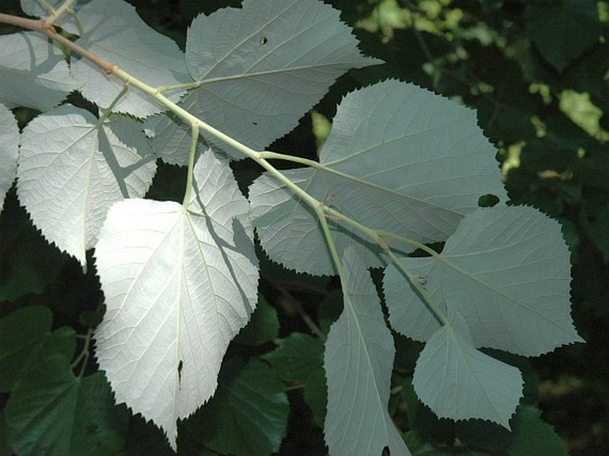 Tilia tomentosa