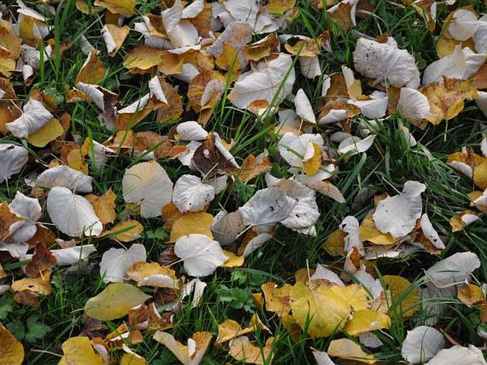 Tilia tomentosa