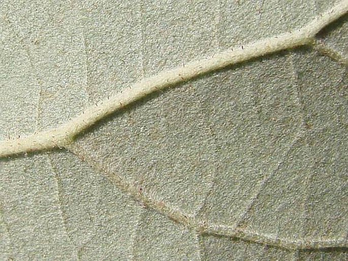 Tilia tomentosa