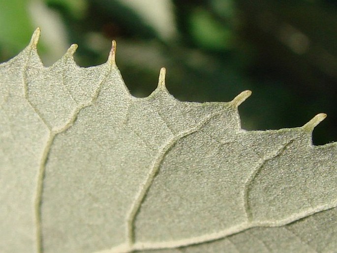 Tilia tomentosa