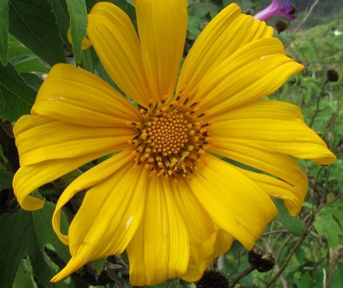 Tithonia diversifolia