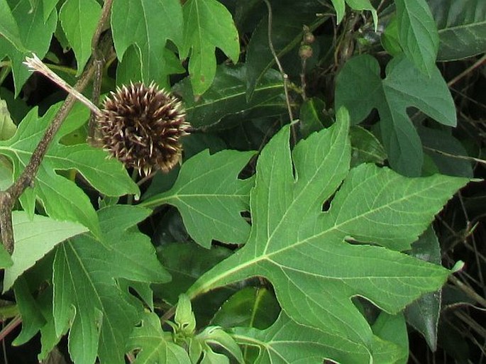 Tithonia diversifolia