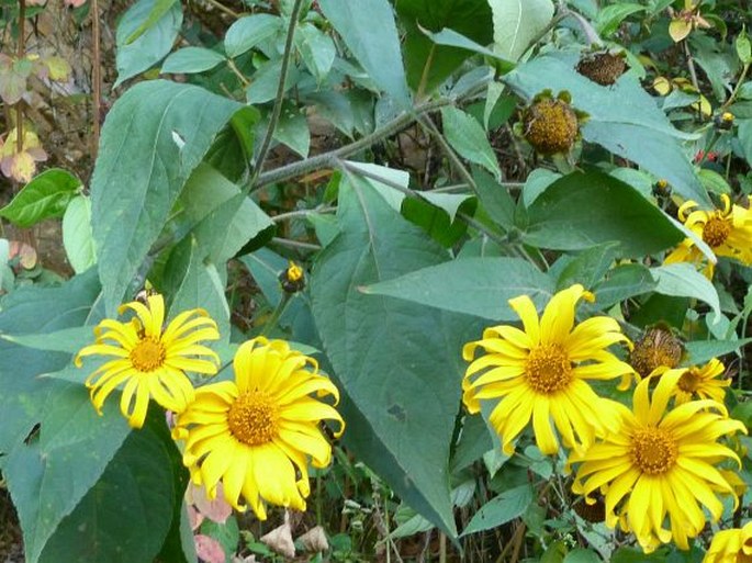 Tithonia longiradiata