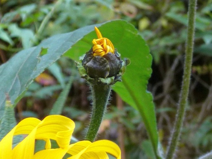 Tithonia longiradiata