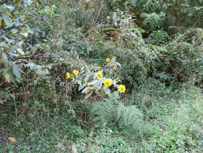 Tithonia longiradiata