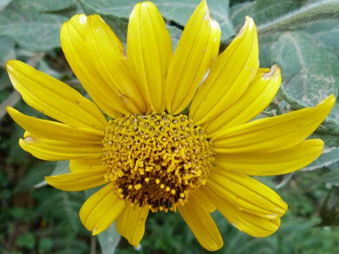 Tithonia longiradiata