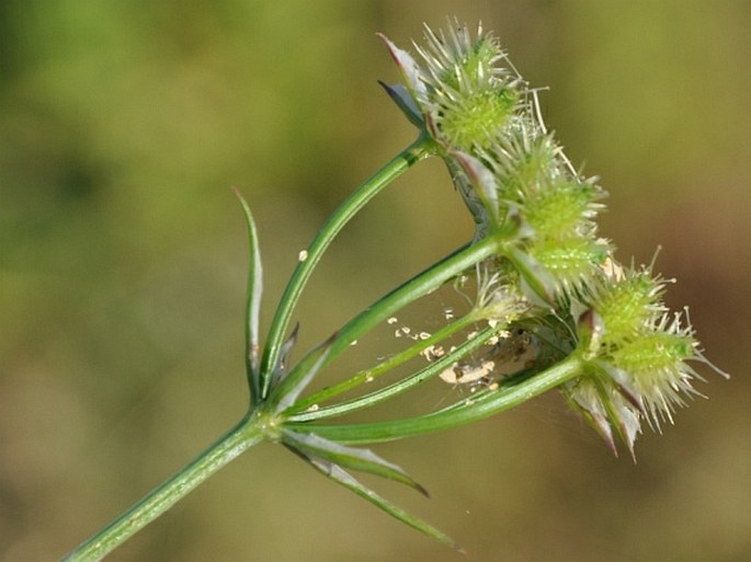 Orlaya grandiflora