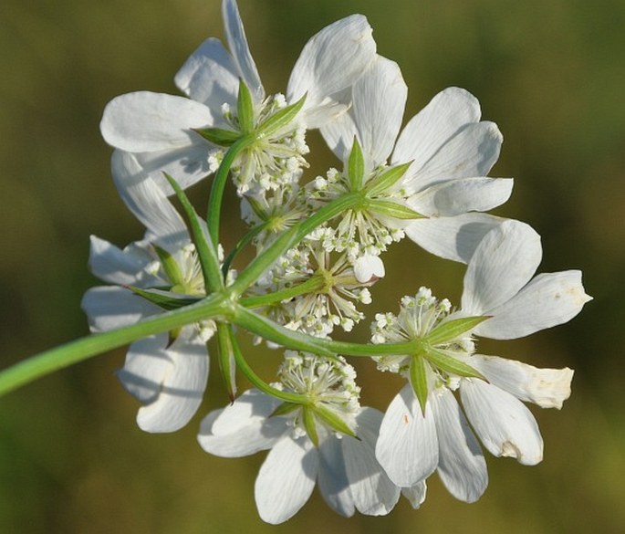 Orlaya grandiflora