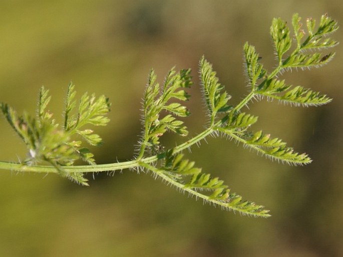 Orlaya grandiflora