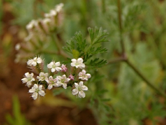 TORILIS LEPTOPHYLLA (L.) Rchb. f. - tořice / torica