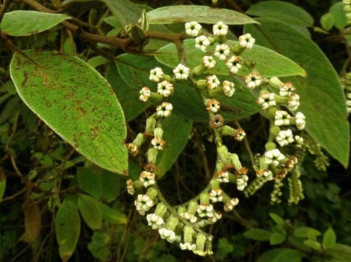 Tournefortia fuliginosa