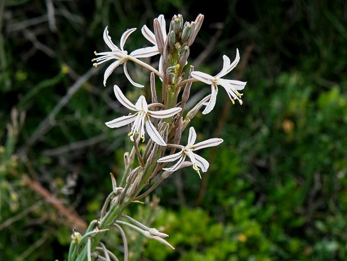 TRACHYANDRA CILIATA (L. f.) Kunth