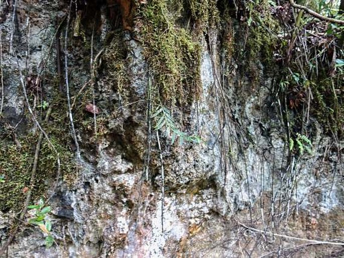 Trichoglottis ledermannii